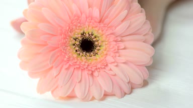 Gerbera manikürlü el hareketi.