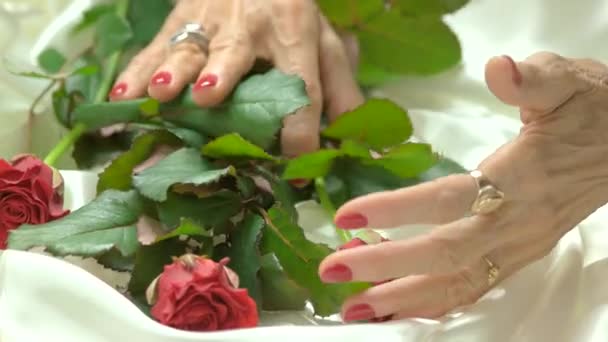Красные розы и женские ухоженные руки . — стоковое видео
