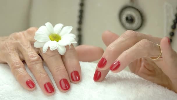 Rode manicure en witte kleine chrysant. — Stockvideo