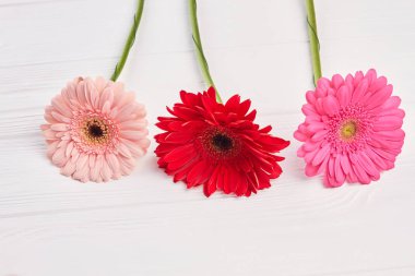 Beyaz ahşap arka plan üzerinde renkli gerbera çiçekleri.