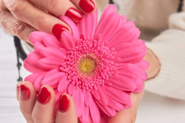 Gerbera manikürlü eller içinde yakın çekim.