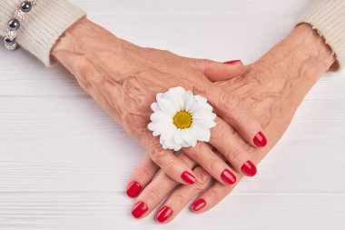 Erkek manikürlü eller ve krizantem.