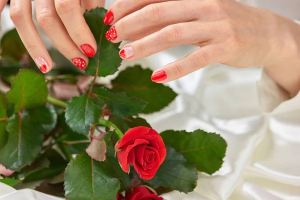 Schöne Rose in den gepflegten Händen der Frau. — Stockfoto