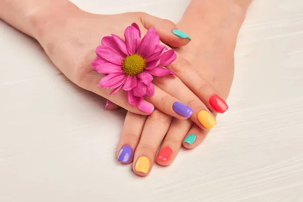 Female manicured hands and chrysanthemum. — Stock Photo, Image