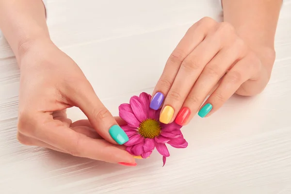 Little chrysanthemum in manicured hands. — Stock Photo, Image