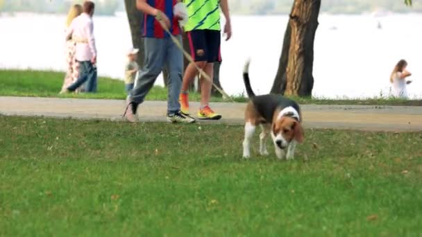 Folk som promenerar med hunden i en stadspark. — Stockvideo