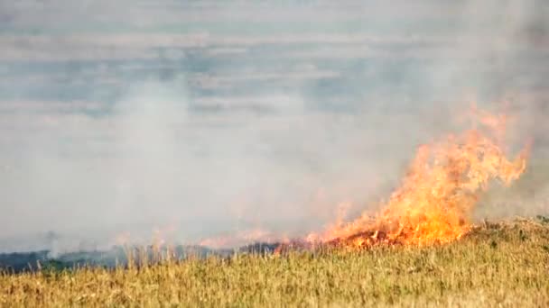 Hierba ardiendo en un incendio forestal al aire libre . — Vídeos de Stock