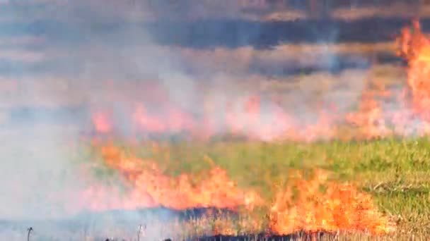 Intenso fuoco selvatico all'aperto nel campo . — Video Stock