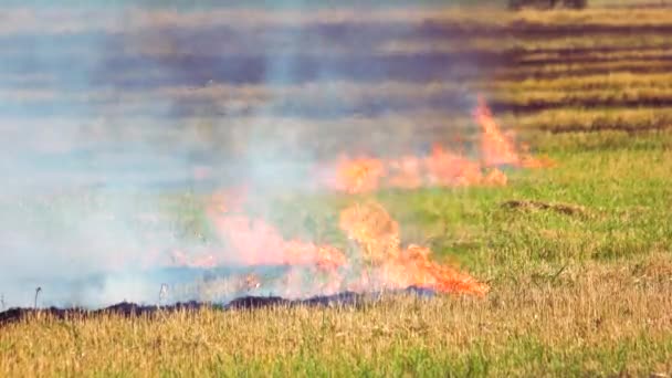 Požár pole, vypalování suché a zralé trávy. — Stock video