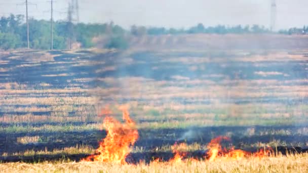 Fuego en el prado, campo enorme . — Vídeo de stock