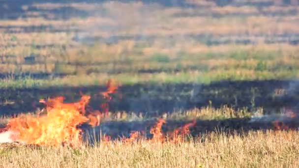 En el campo quemando imágenes de hierba seca . — Vídeo de stock