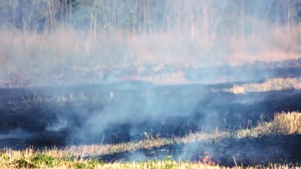Dry grass burning in forest fire. — Stock Video