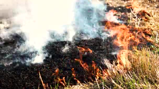 Schwelende Asche aus dem Flächenbrand. — Stockvideo
