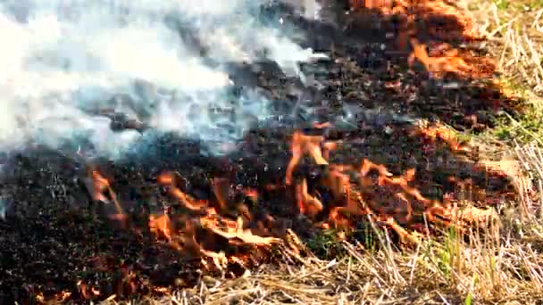 Fuego ardiendo y extendiéndose . — Vídeos de Stock