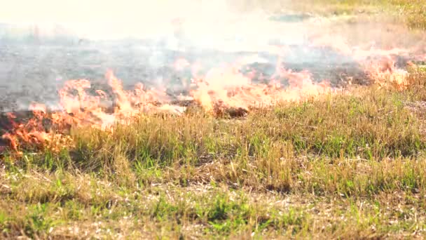 Diseminación de incendios forestales en la hierba . — Vídeos de Stock