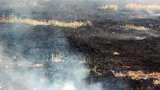 Campo ardiente quemado negro . — Vídeo de stock