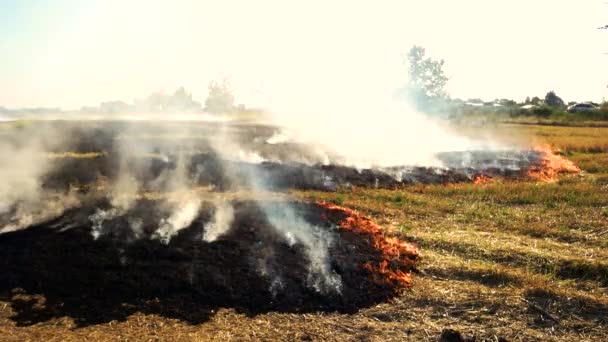 Płonące pole w pobliżu drogach. — Wideo stockowe
