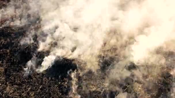 Black smoldering dry grass with smoke in wood. — Stock Video