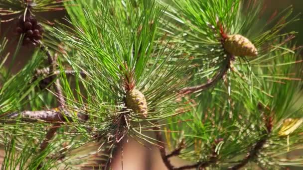 Green pine cones. — Stock Video