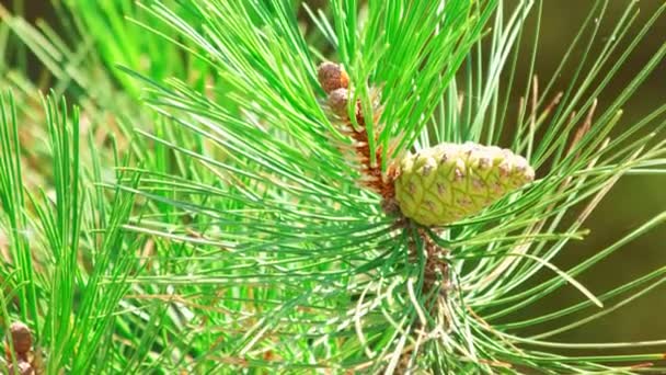 Cone de árvore de pinheiro verde em ramo com grandes agulhas . — Vídeo de Stock