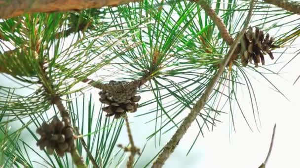 Cônes et aiguilles de pins sur fond de ciel . — Video