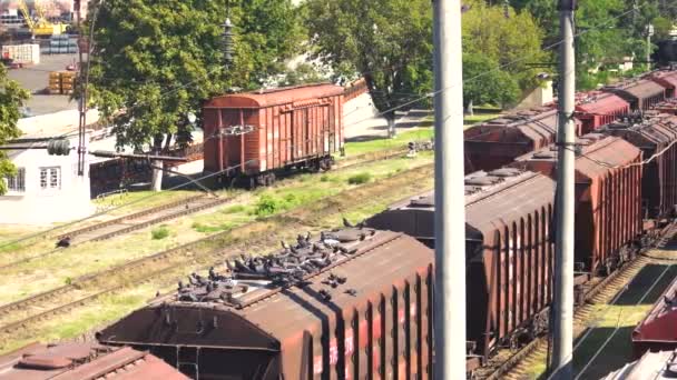Güterzüge auf Güterterminal. — Stockvideo