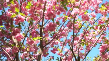 Pembe sakura çiçekleri yakın..