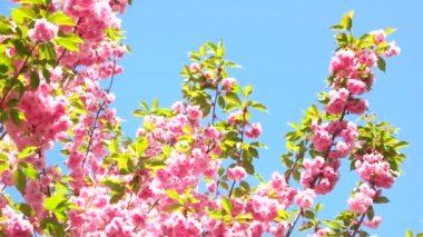 Pembe sakura çiçek mavi gökyüzü üzerinde.