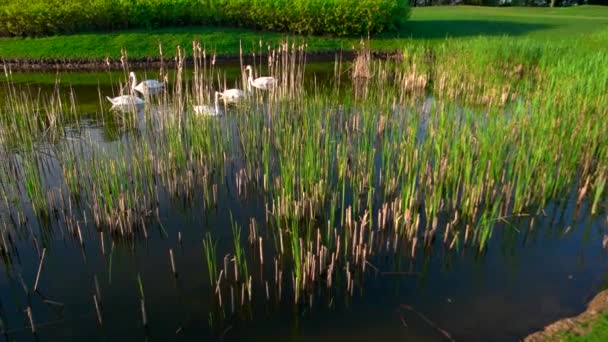 Groupe de cygnes blancs flottant dans l'étang. — Video