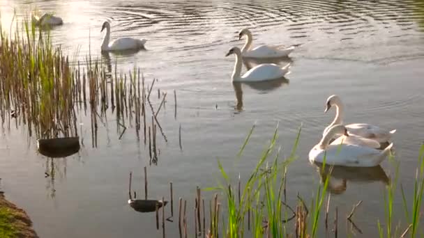 Belos cisnes brancos flutuando no rio . — Vídeo de Stock