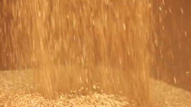 Mısır tahıl hasat sonrası, dökme yakın çekim.