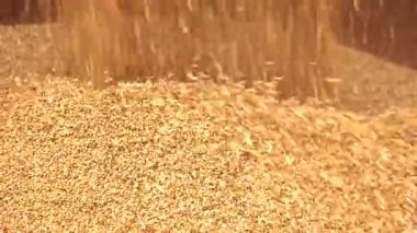 Öbek üzerinde düşen buğday.