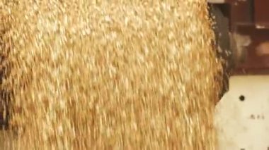 Boşaltma buğday tahıl, ağır çekim.