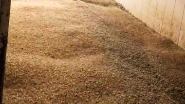 Buğday taneleri aşağı düşen bir sürü.