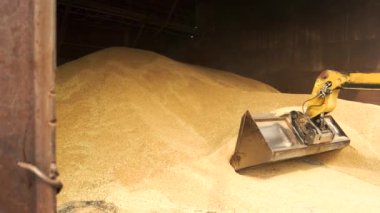 Sarı traktör kova Tahıl yükleme.