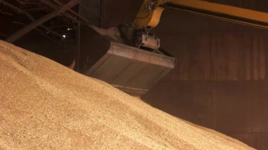 Yığın hububat ve Traktör kepçe.