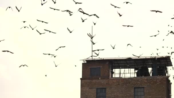 Manada de aves por encima del viejo edificio abandonado . — Vídeos de Stock