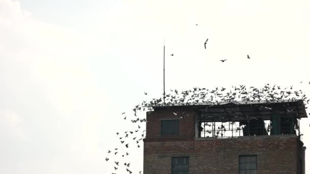 Zwerm vogels verlaten van het dak. — Stockvideo