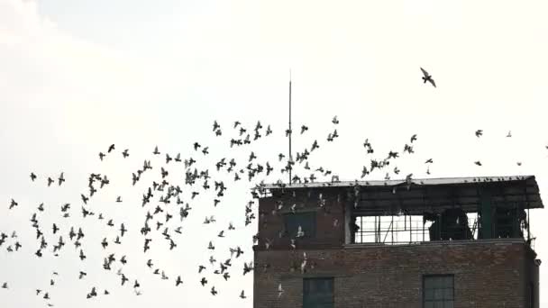 Antiguo techo del edificio abandonado y bandada de aves . — Vídeo de stock