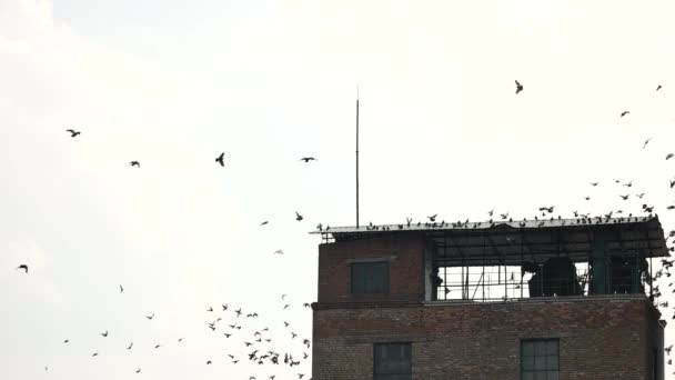 Manada de palomas en el techo . — Vídeo de stock