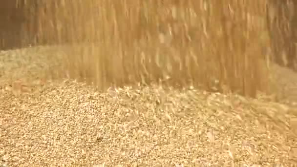 Goldene Reissamen in einen Haufen gießen. — Stockvideo