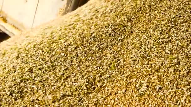 Cumulo di chicchi di grano, da vicino . — Video Stock