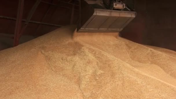 Movimiento del cucharón de grano de trabajo . — Vídeo de stock