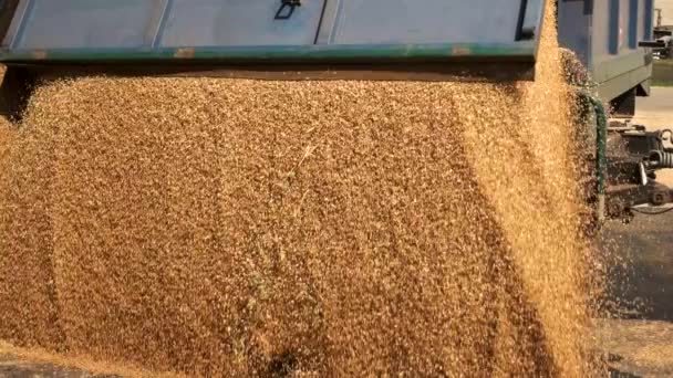 Getreide-LKW entladen. — Stockvideo
