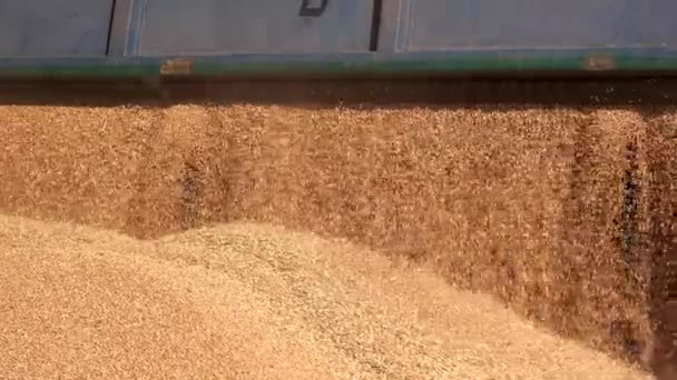 Descarga de camión de grano . — Vídeo de stock