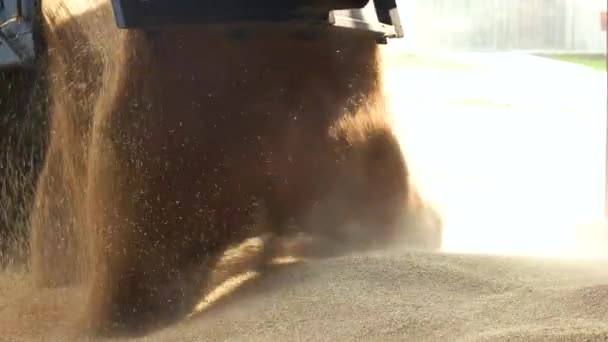 Unloading grain, making a pile. — Stock Video