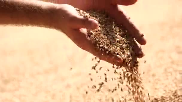 Tangan manusia menuangkan gandum setelah panen. — Stok Video