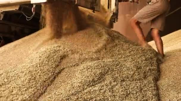 Scarico del grano dal rimorchio del camion . — Video Stock