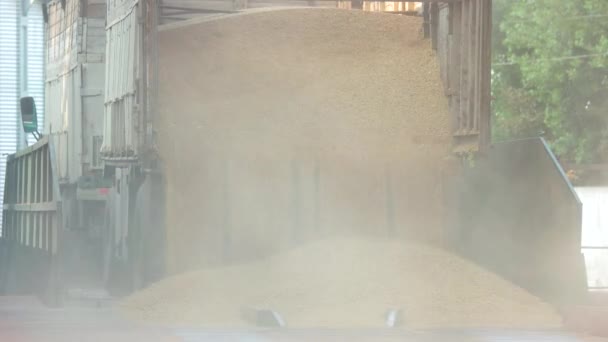 Dumping grano da camion rimorchio . — Video Stock