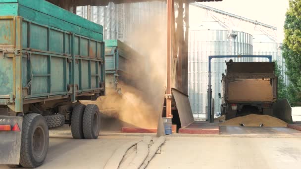 Graan stroomt uit vrachtwagen in opslag. — Stockvideo